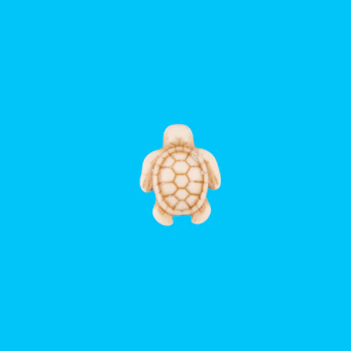 charms tortue